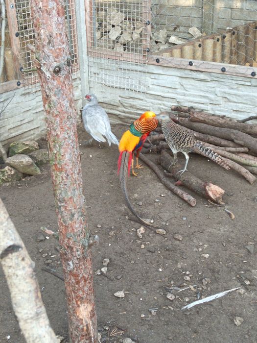 Bażanty złote bananowe brzoakwiniowe