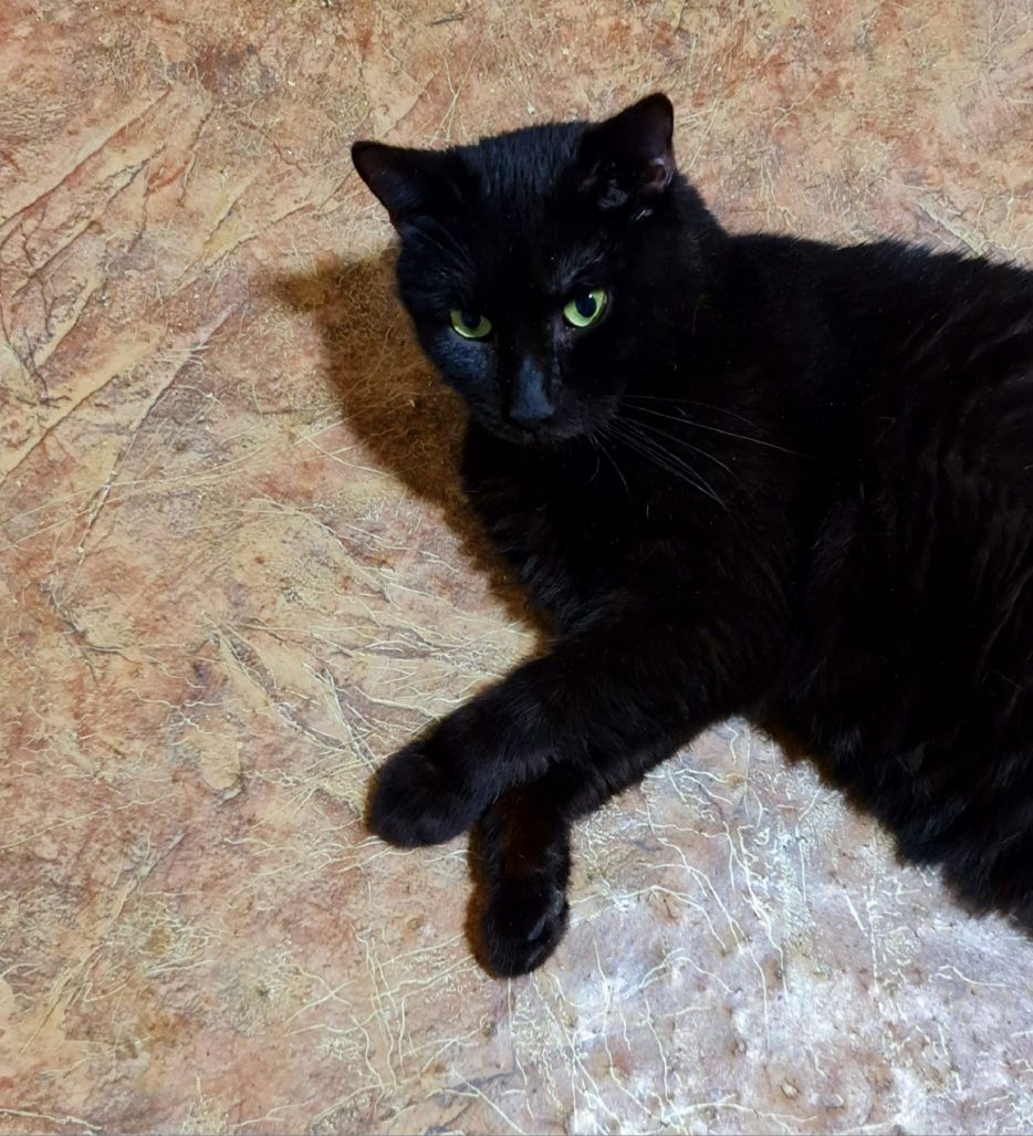 Черный котик Чорний кот ищет дом
