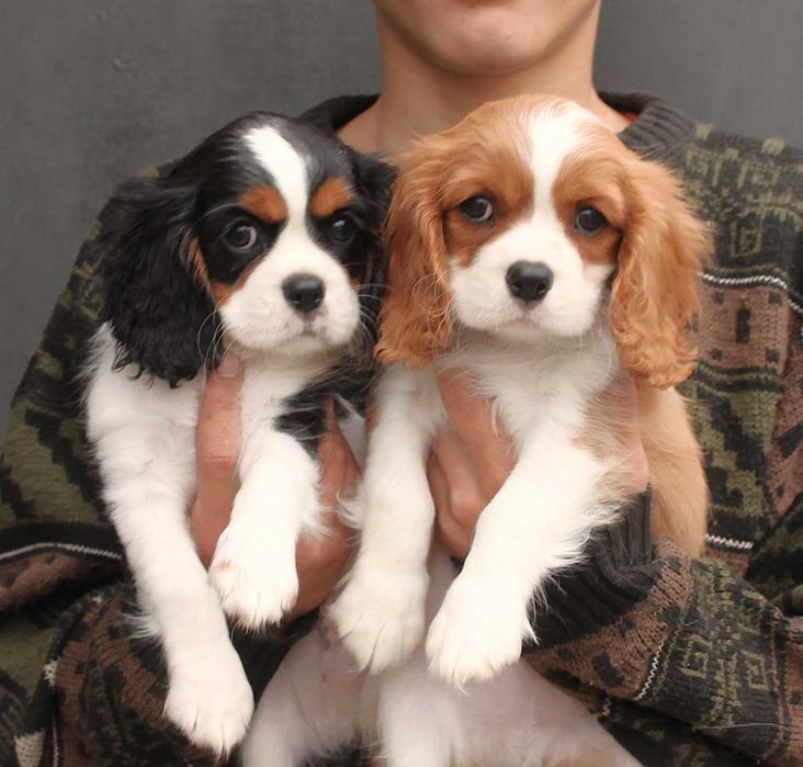 Цуценятка Кавалер Кінг Чарльз спаніель.