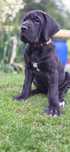 Suczka Dog Niemiecki