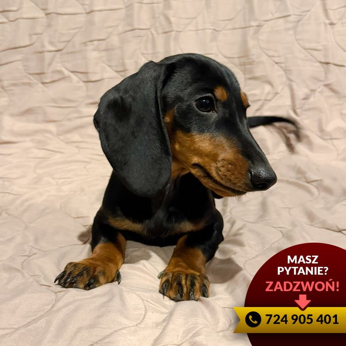 ^^jamnik (piesek) czarny podpalany^^