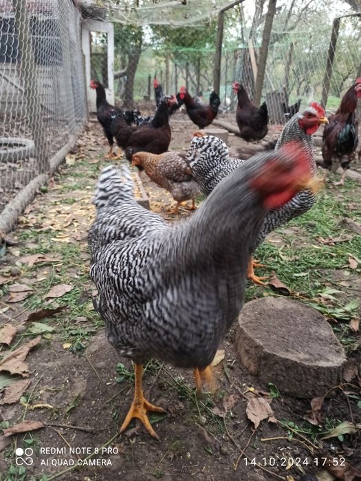 Півні породи Амрокс