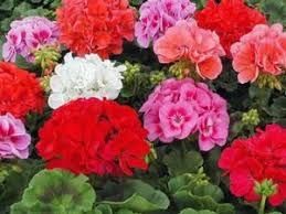 Пеларгонія ( герань, клачики)