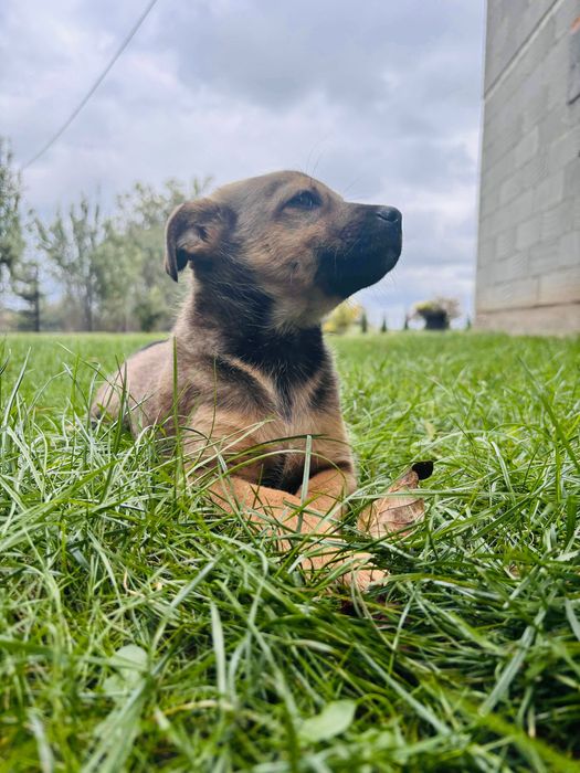 Oddam szczeniaczka za darmo
