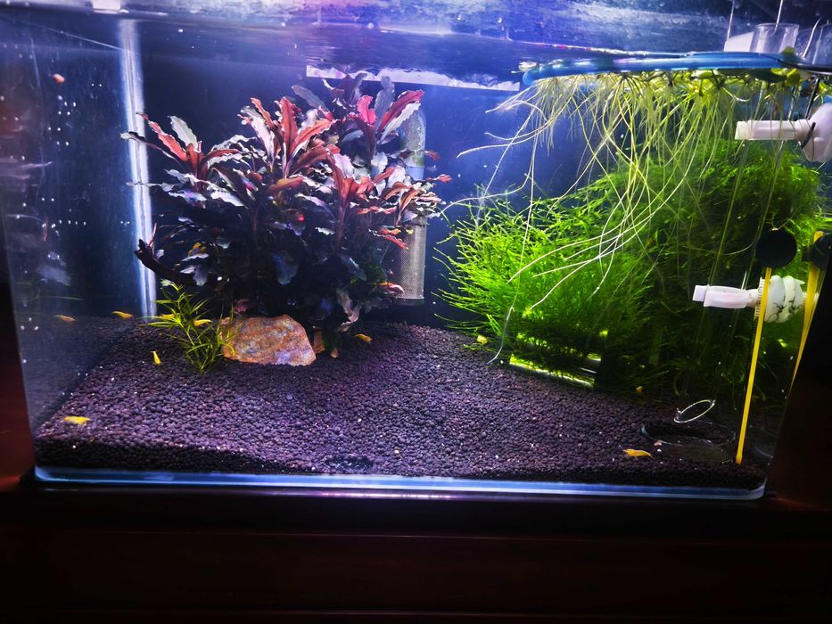 Pack de plantas para aquários de peixes/camarões de água quente