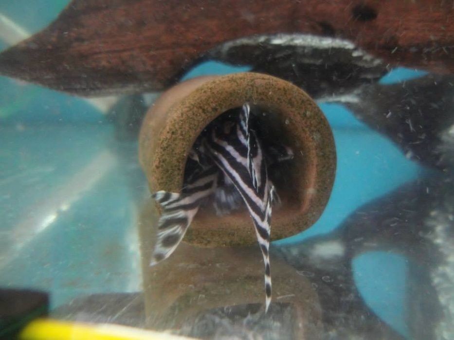 Glonojad zbrojnik Hypancistrus sp. L46 zebra młode 3-3,5cm