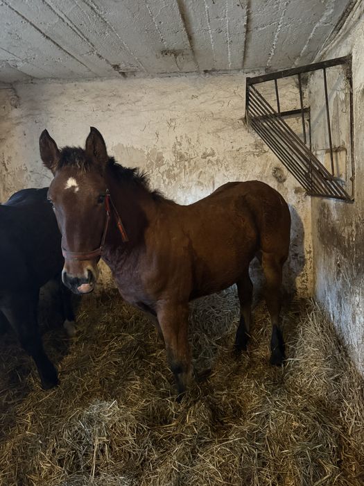 Sprzedam źrebaki tłuste ogierki zimnokrwiste