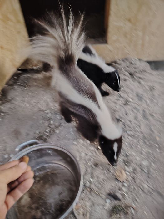 Samiczki skunksa skunks
