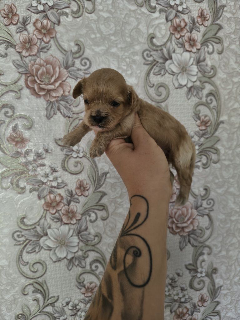 Cavapoo malutka suczka z króciutkim pyszczkiem do rezerwacji
