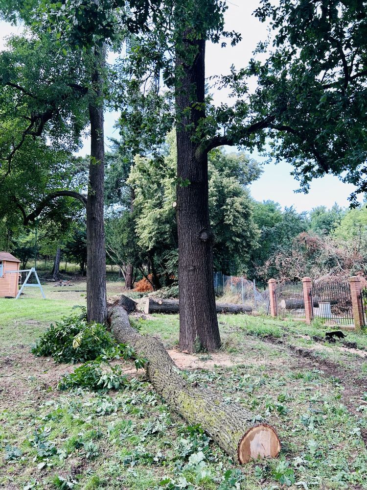Drewno dąb kłoda