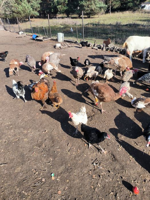 Drób ozdobny 25 rok