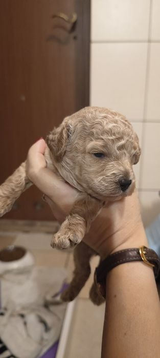 Pudel miniaturowy na granicy toy apricot - rezerwacja