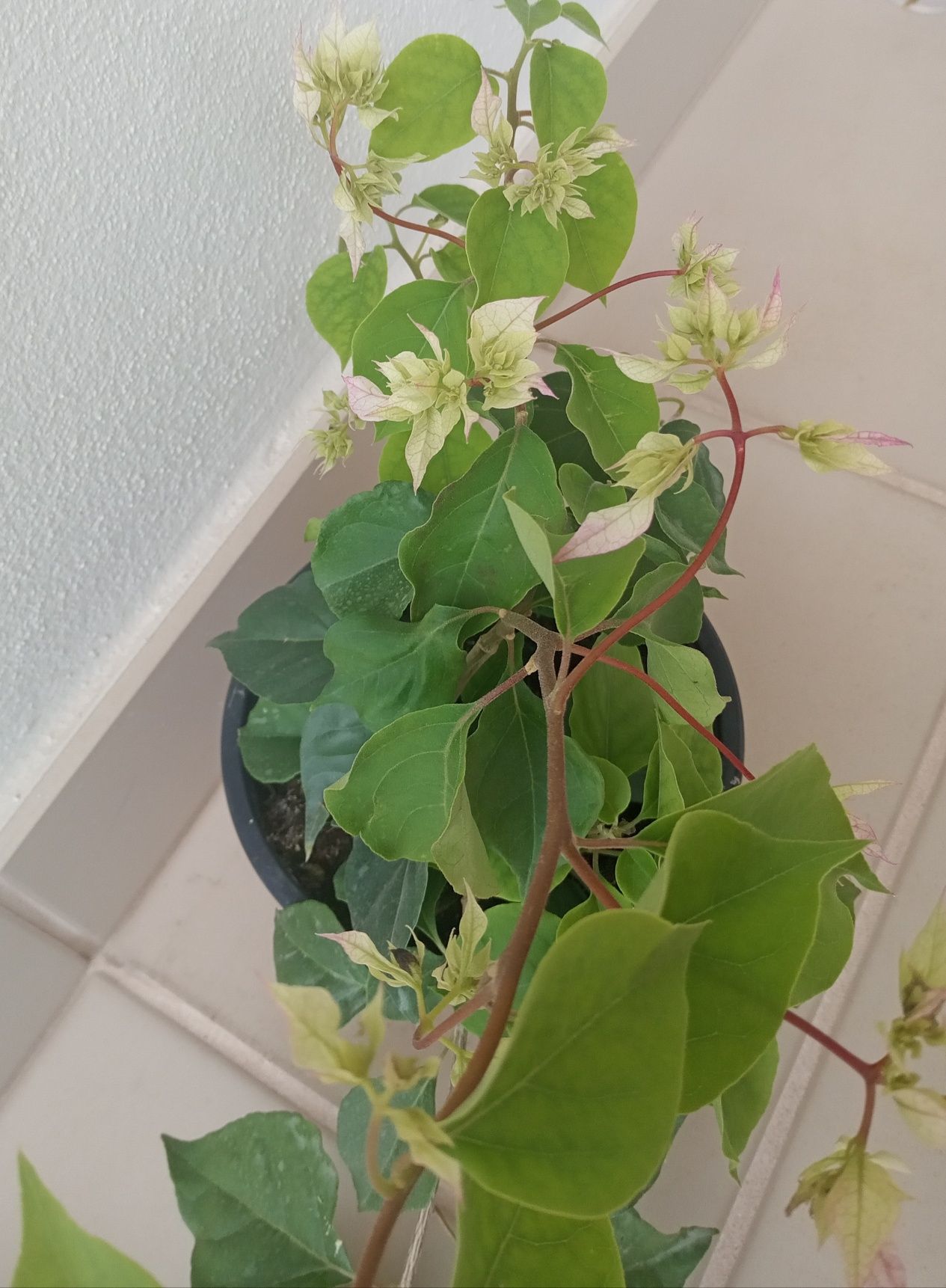 Bugenwilla bougainvillea kremowo zielona 100 cm