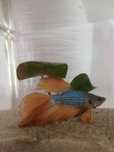 Peixe betta macho