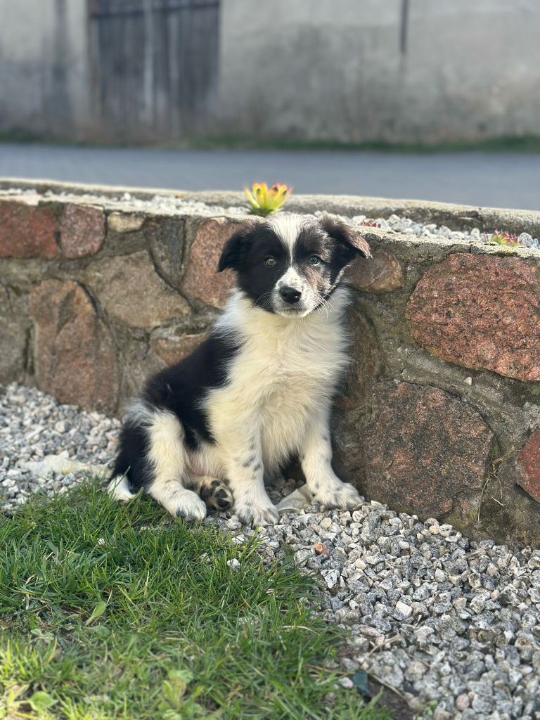 Piesek Border Collie czarnobiały