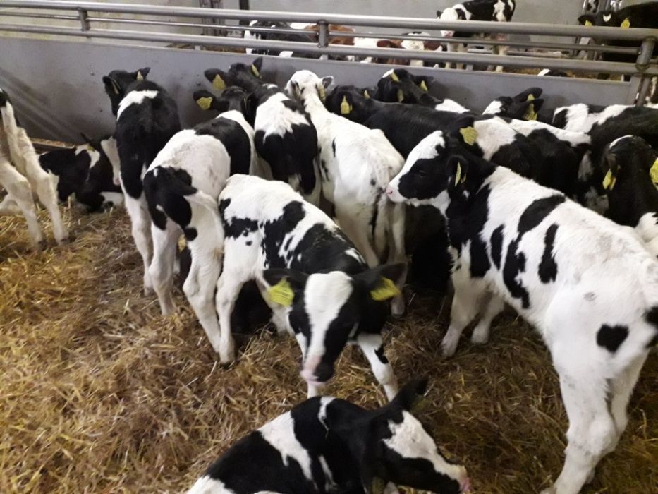 Cielęta  mięsne, MM,MS, jałówki HF na krowy, dowóz