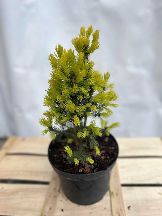 cyprysik cyprys groszkowy SUNGOLD piękne sadzonki 2-3L producent tuje