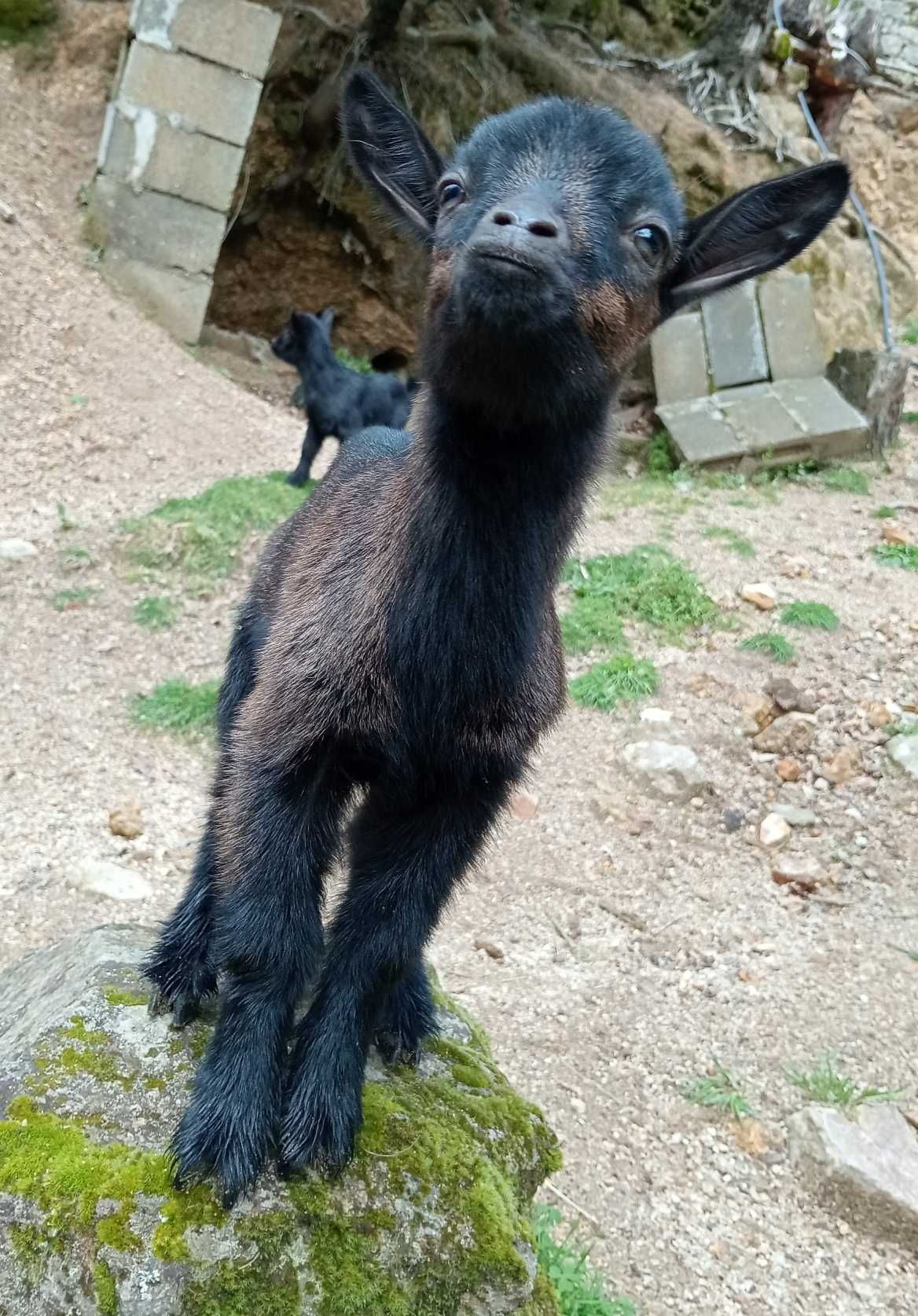 Cabras anãs/israelitas