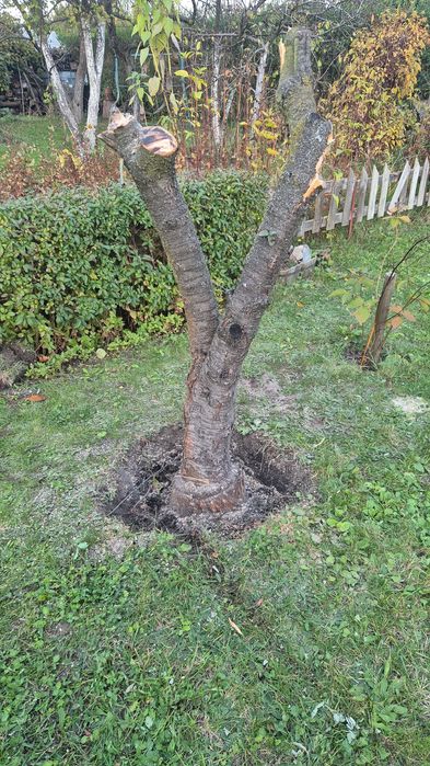 Oddam drewno na opał