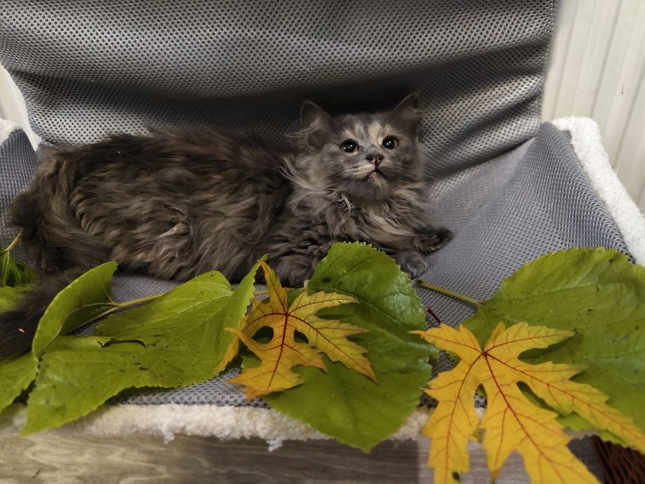 Кішечка, віком 3 місяці в пошуках родини