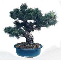 Bonsai Pinus Pentaphylla 26 anos