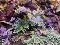 Rośliny terrarium paludarium