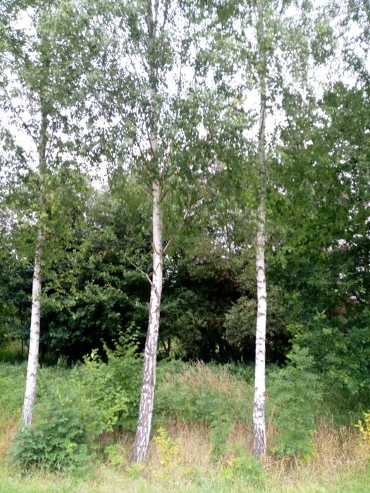 Sadzonki brzozy młode