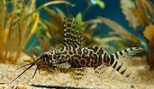 Giętkoząb Wielopłetwy Synodontis - SKALMAR Sklep Akwarysty