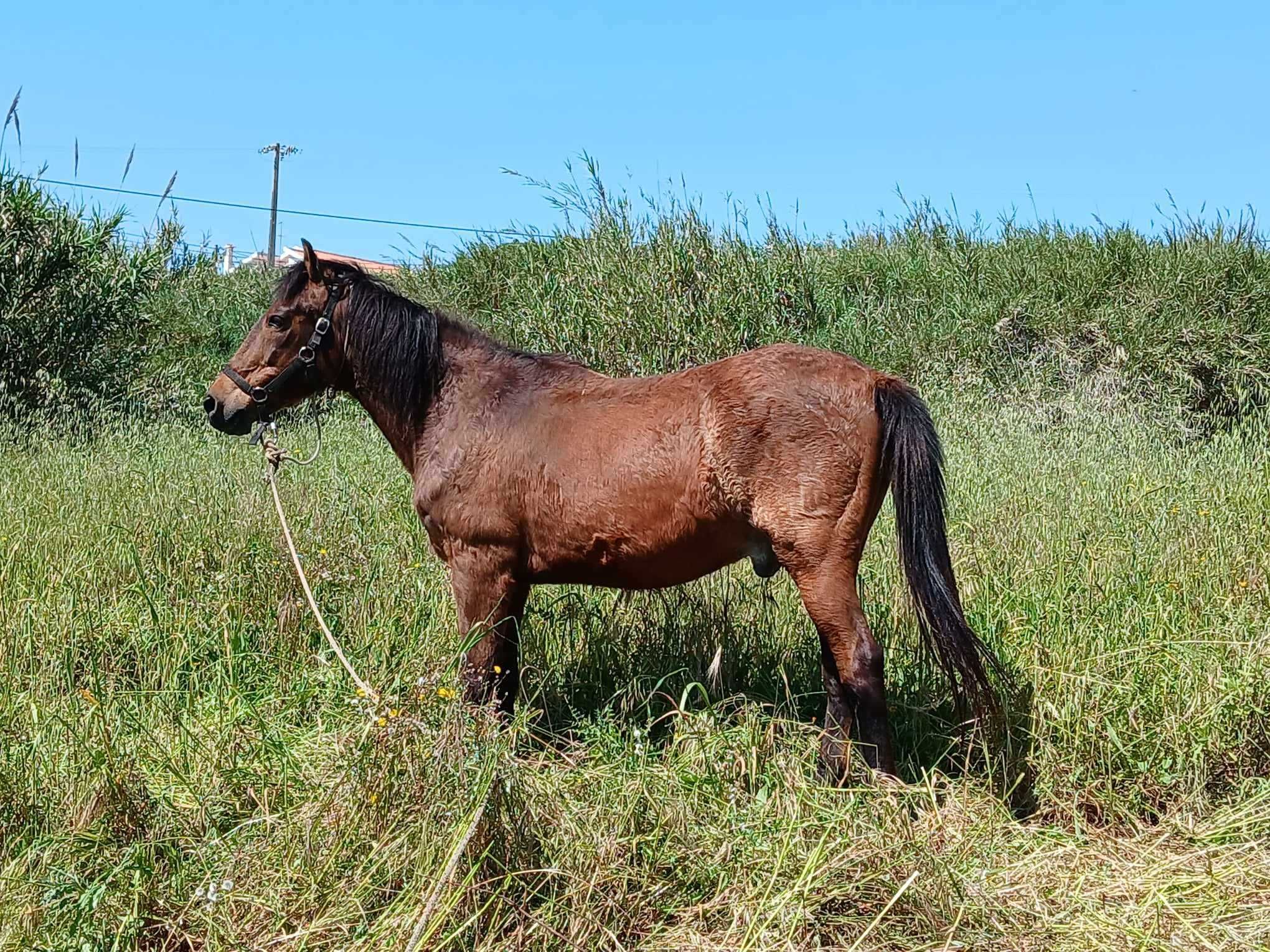 Vendo cavalo muito manso  bem montado