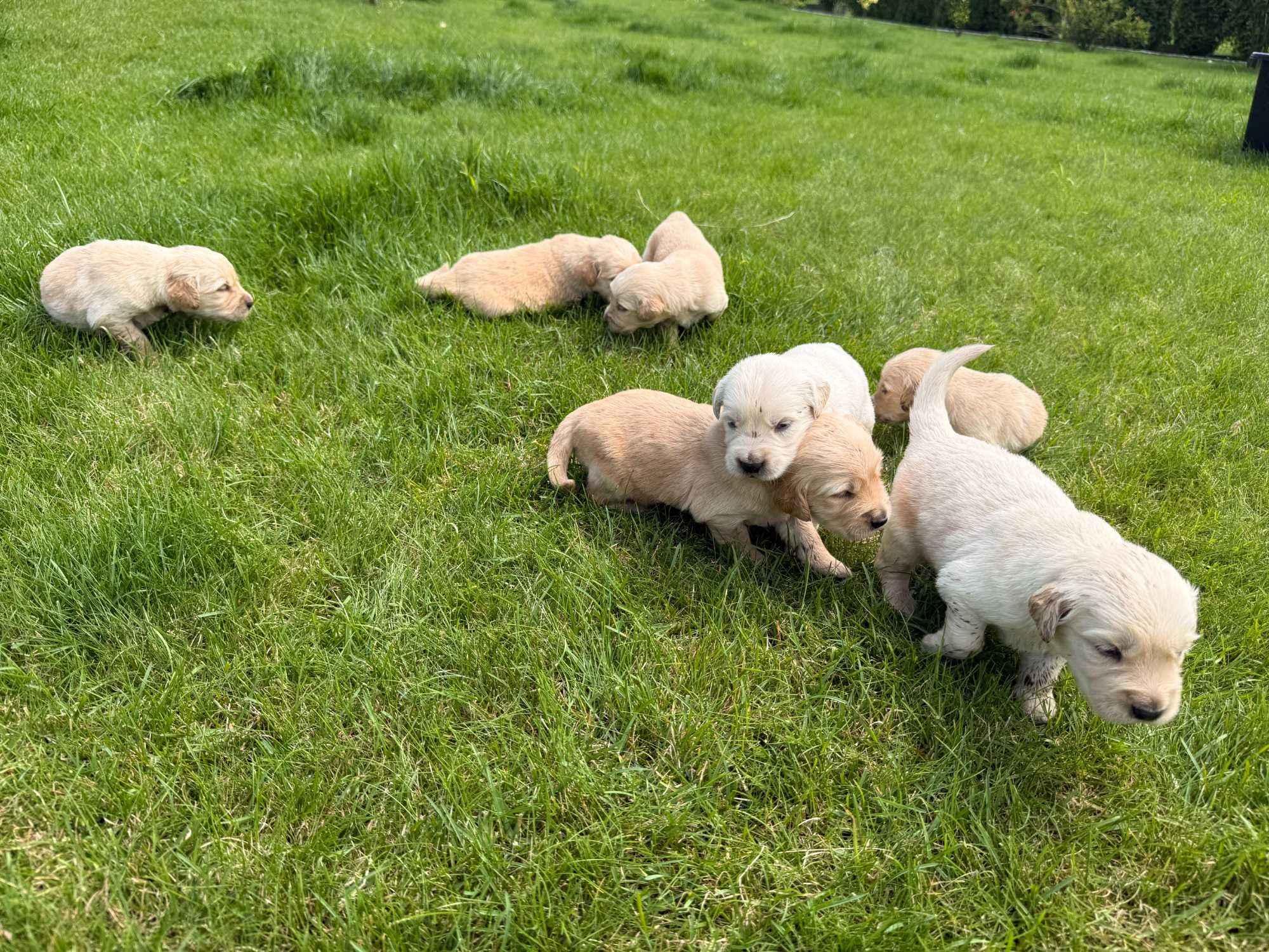 Szczeniaki rasy Golden Retriver z rodowodem