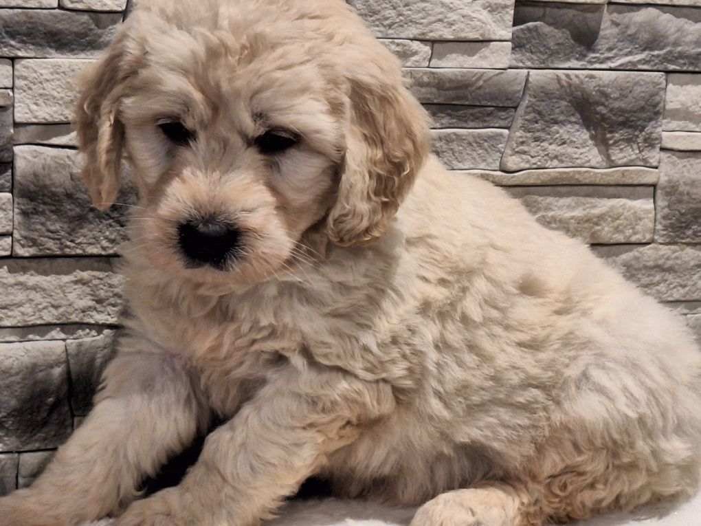 Labradoodle szczenię z dokumentami