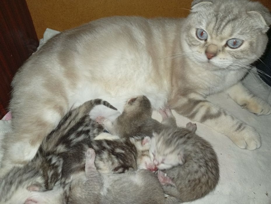 Шотландська срібна шиншила дівчинка