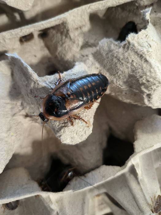 Karaczan argentyński dubia