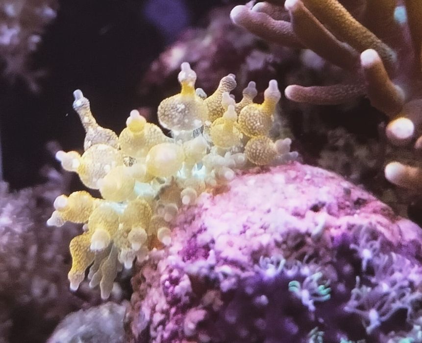 Ukwiał koralowce quardi