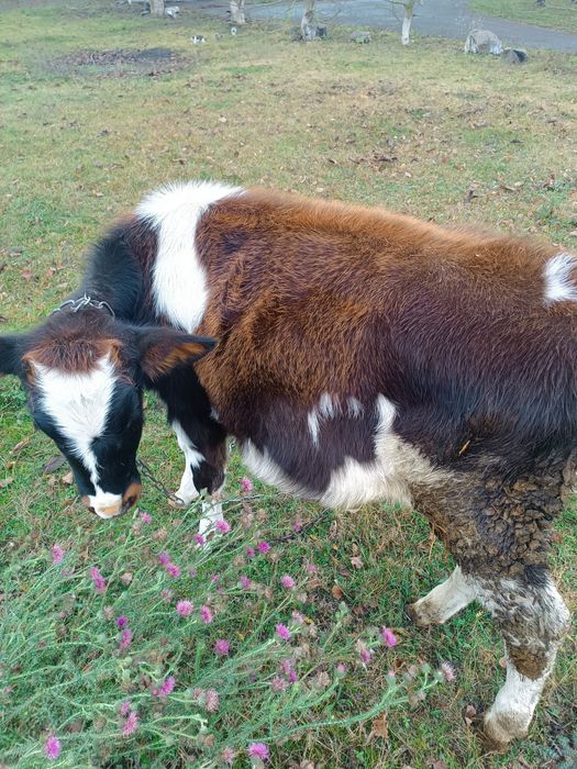 Продам теличку на держання