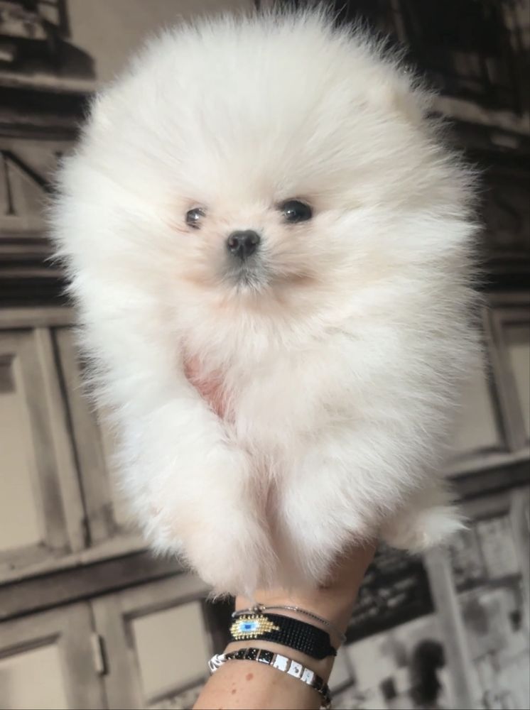 Mini xs chlopiec bialy szpic miniaturowy pomeranian