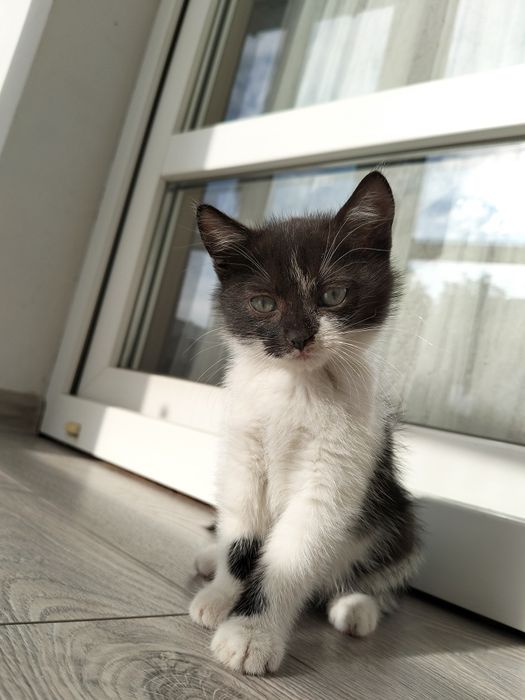 Віддам кошенят в добрі руки