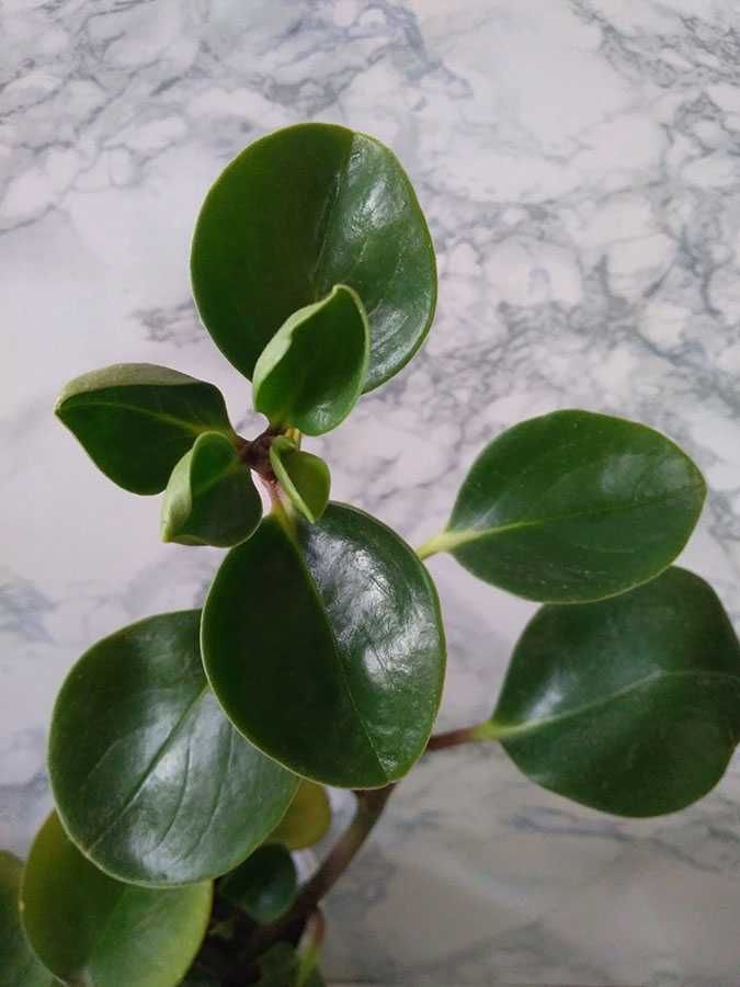 Пеперомія туполиста (Peperomia obtusifolia)