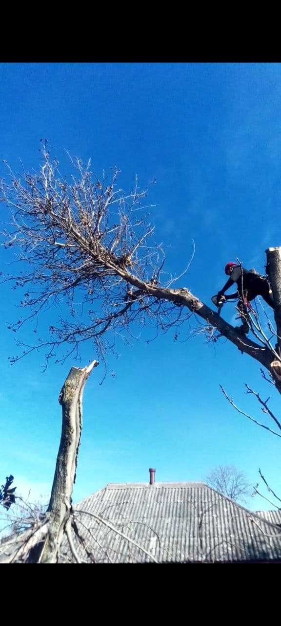 Спилить дерево Харьков, область, удаление опасных веток