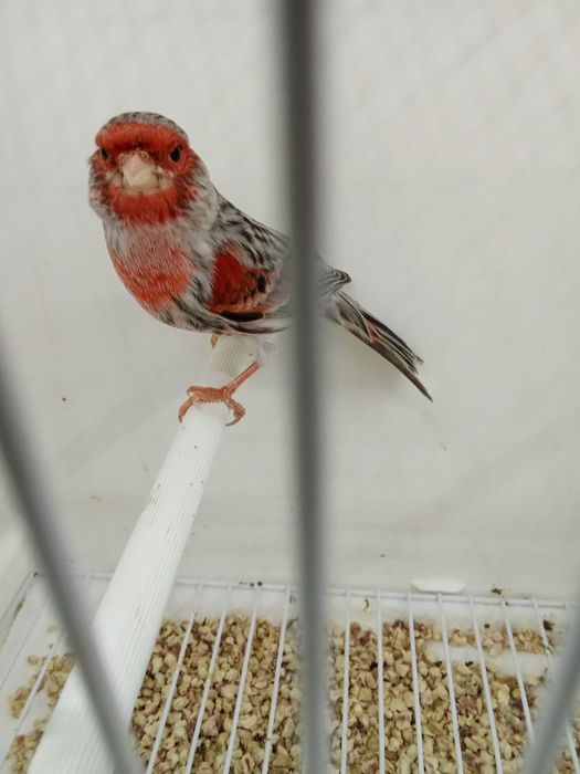 Canário ágata vermelho mosaico 2025