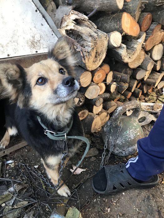 Цуценя віддам в добрі руки