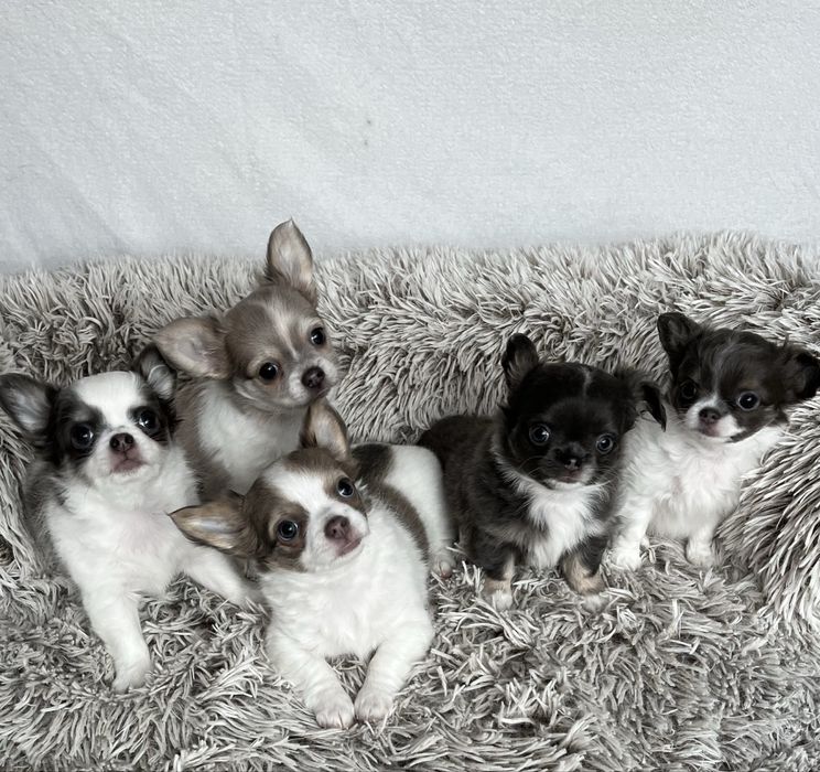 ZAREZERWOWANA– Chanel, piękna długowłosa sunia