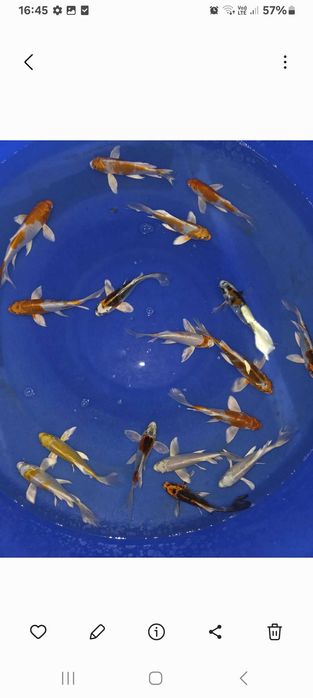 Karp koi butterfly long fin oczko wodne