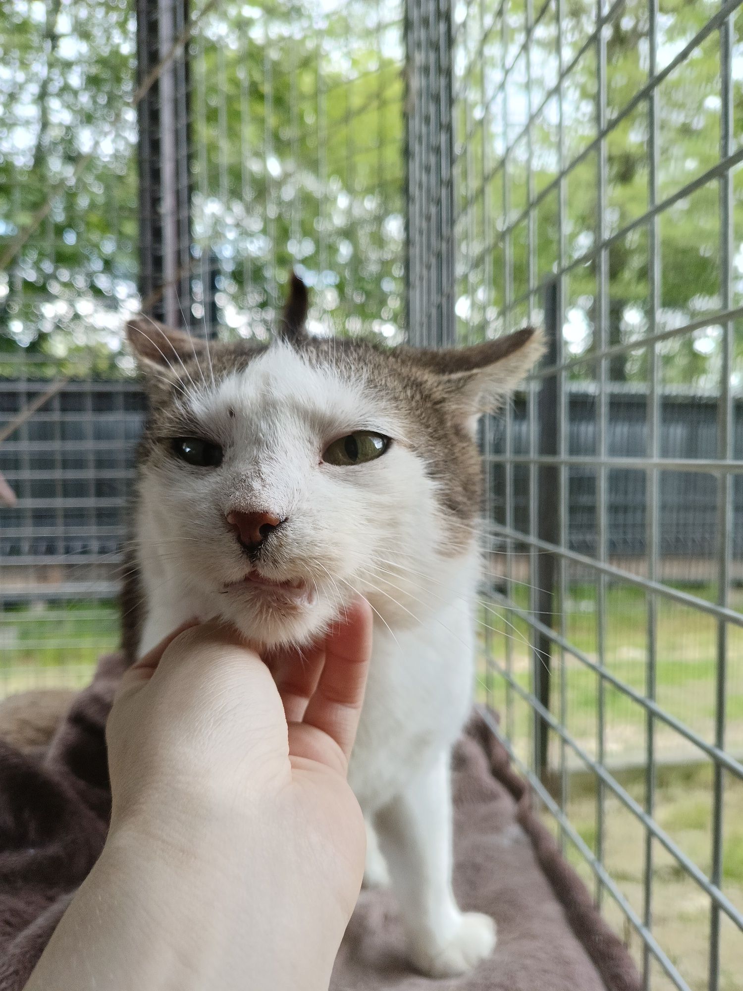 Kot Neo do adopcji. Oddam kota