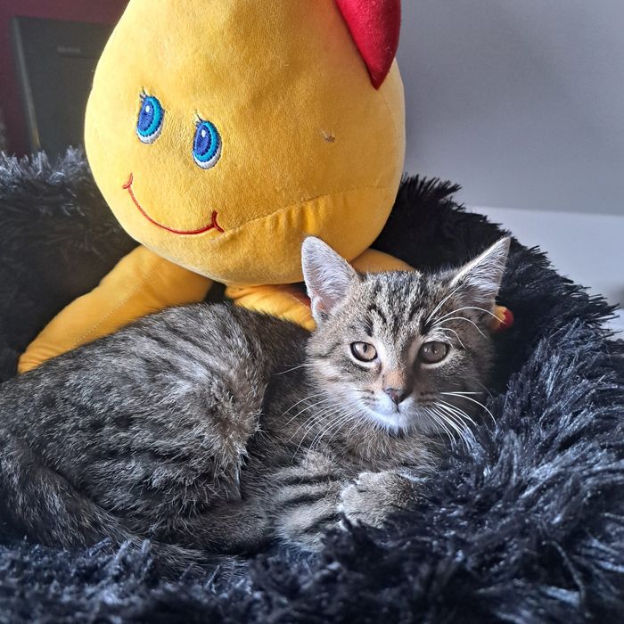 Belzebubek dwa i pół miesiąca