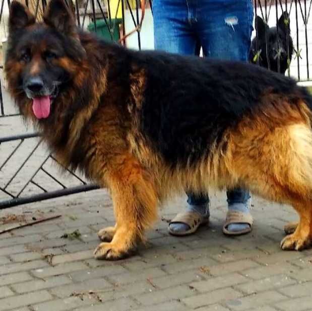 Owczarek niemiecki długowłosy potężny szczeniak A po potężnych psach