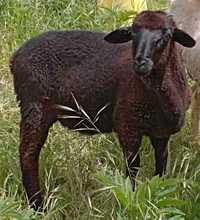 casal  de borregos preto e branco