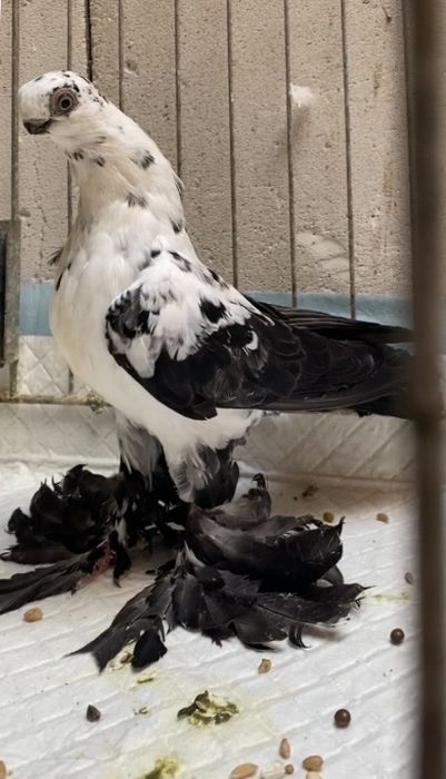 Motyl Warszawski 25 r