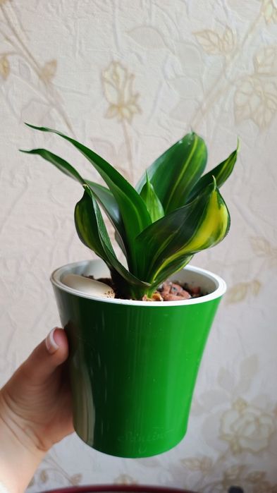 Сансевиерия Ханни "Green Mould"  var.