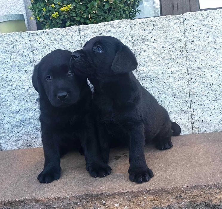 Labrador Retriever - czarna suczka- rodowód ZKwP / FCI